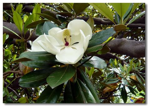 广玉兰英文|广玉兰,Magnolia grandiflora,音标,读音,翻译,英文例句,英语词典